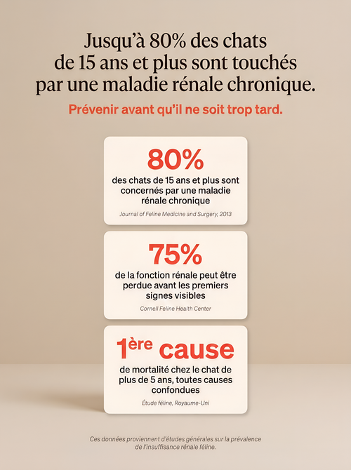 Passez plus d'années avec votre chat en augmentant son espérance de vie.
